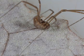 Media type: image; Invertebrate Zoology 133381   Description: live specimen;